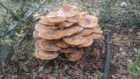 Armillaria mellea image