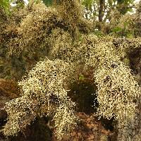Evernia prunastri image