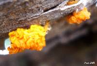 Tremella mesenterica image