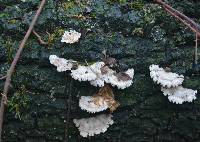 Schizophyllum commune image