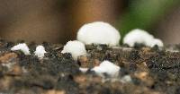 Schizophyllum commune image