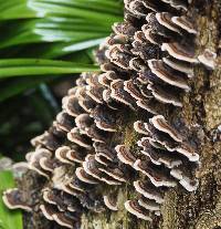 Trametes versicolor image