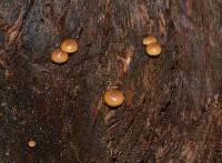 Galerina marginata image