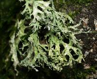 Evernia prunastri image