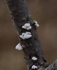 Schizophyllum commune image