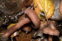 Laccaria amethysteo-occidentalis image