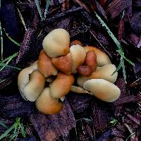 Hypholoma fasciculare image