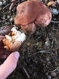 Tricholoma dryophilum image