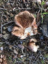 Tricholoma dryophilum image