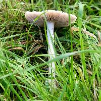 Volvariella gloiocephala image