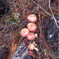 Tricholomopsis rutilans image