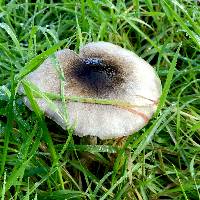 Volvariella gloiocephala image