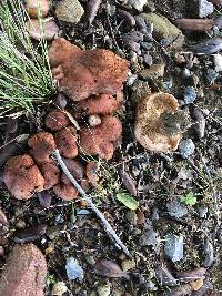 Tricholoma dryophilum image