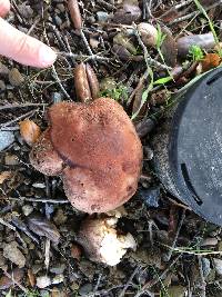 Tricholoma dryophilum image