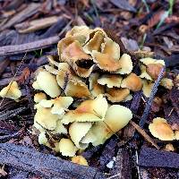 Hypholoma fasciculare image