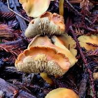 Hypholoma fasciculare image