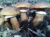 Armillaria mellea image