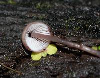 Mycena haematopus image