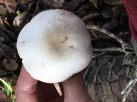 Agaricus xanthodermus image