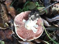 Agaricus xanthodermus image