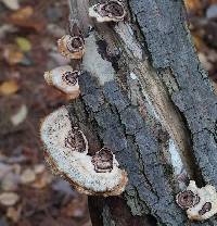 Poronidulus conchifer image