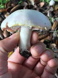 Agaricus xanthodermus image