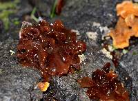 Tremella foliacea image