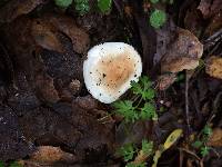 Hygrophorus roseobrunneus image