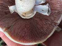 Agaricus xanthodermus image