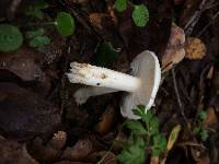 Hygrophorus roseobrunneus image