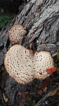 Polyporus squamosus image