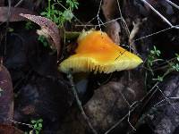 Hygrocybe acutoconica image