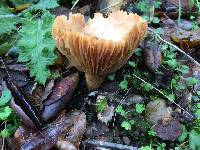 Lactarius alnicola image