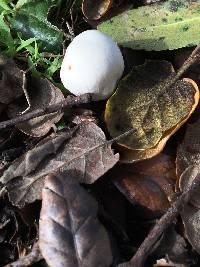 Agaricus xanthodermus image