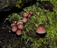 Mycena haematopus image