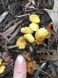 Hypholoma fasciculare image