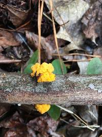 Tremella mesenterica image