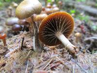 Psilocybe coprophila image