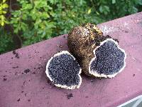 Scleroderma citrinum image