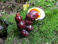 Ganoderma oregonense image