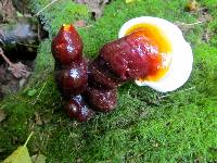 Ganoderma oregonense image