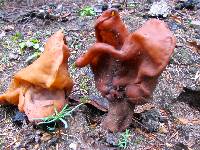 Gyromitra infula image