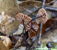 Gymnopus quercophilus image