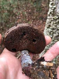 Ganoderma curtisii image