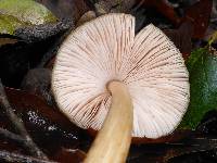 Pluteus cervinus image