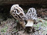 Morchella rufobrunnea image