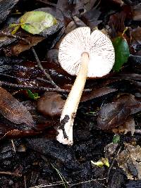 Pluteus cervinus image