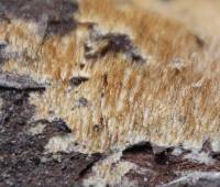 Odontia oblongispora image