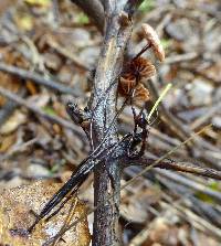 Gymnopus quercophilus image