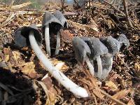 Coprinopsis lagopus image